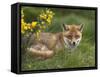 Red Fox, Vulpes Vulpes, Captive, United Kingdom-Steve & Ann Toon-Framed Stretched Canvas