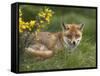 Red Fox, Vulpes Vulpes, Captive, United Kingdom-Steve & Ann Toon-Framed Stretched Canvas