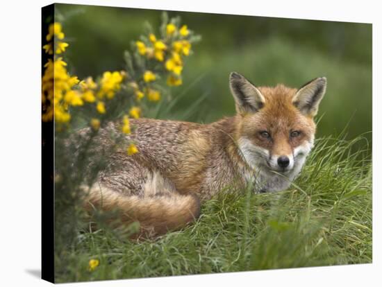 Red Fox, Vulpes Vulpes, Captive, United Kingdom-Steve & Ann Toon-Stretched Canvas