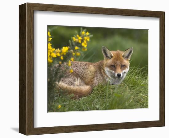 Red Fox, Vulpes Vulpes, Captive, United Kingdom-Steve & Ann Toon-Framed Photographic Print