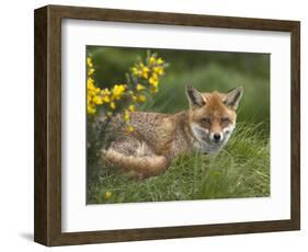 Red Fox, Vulpes Vulpes, Captive, United Kingdom-Steve & Ann Toon-Framed Photographic Print