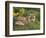 Red Fox, Vulpes Vulpes, Captive, United Kingdom-Steve & Ann Toon-Framed Photographic Print