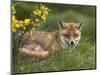 Red Fox, Vulpes Vulpes, Captive, United Kingdom-Steve & Ann Toon-Mounted Photographic Print