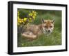 Red Fox, Vulpes Vulpes, Captive, United Kingdom-Steve & Ann Toon-Framed Photographic Print