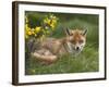 Red Fox, Vulpes Vulpes, Captive, United Kingdom-Steve & Ann Toon-Framed Photographic Print