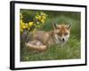 Red Fox, Vulpes Vulpes, Captive, United Kingdom-Steve & Ann Toon-Framed Photographic Print