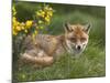 Red Fox, Vulpes Vulpes, Captive, United Kingdom-Steve & Ann Toon-Mounted Photographic Print