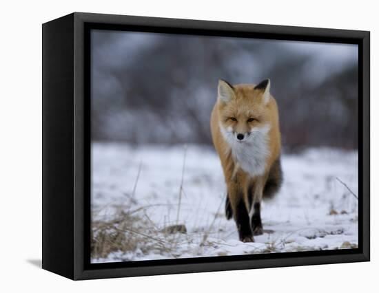Red Fox, Vulpes Vulpes, Churchill, Manitoba, Canada, North America-Thorsten Milse-Framed Stretched Canvas