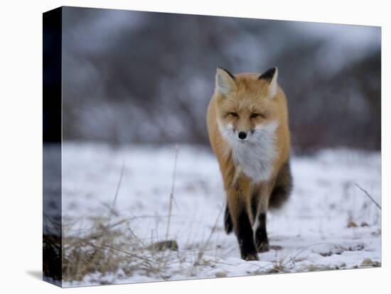 Red Fox, Vulpes Vulpes, Churchill, Manitoba, Canada, North America-Thorsten Milse-Stretched Canvas