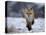 Red Fox, Vulpes Vulpes, Churchill, Manitoba, Canada, North America-Thorsten Milse-Stretched Canvas