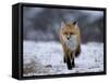 Red Fox, Vulpes Vulpes, Churchill, Manitoba, Canada, North America-Thorsten Milse-Framed Stretched Canvas