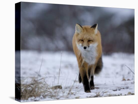 Red Fox, Vulpes Vulpes, Churchill, Manitoba, Canada, North America-Thorsten Milse-Stretched Canvas