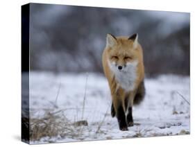 Red Fox, Vulpes Vulpes, Churchill, Manitoba, Canada, North America-Thorsten Milse-Stretched Canvas