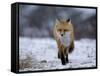 Red Fox, Vulpes Vulpes, Churchill, Manitoba, Canada, North America-Thorsten Milse-Framed Stretched Canvas