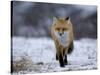 Red Fox, Vulpes Vulpes, Churchill, Manitoba, Canada, North America-Thorsten Milse-Stretched Canvas