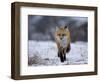 Red Fox, Vulpes Vulpes, Churchill, Manitoba, Canada, North America-Thorsten Milse-Framed Photographic Print