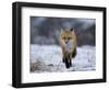 Red Fox, Vulpes Vulpes, Churchill, Manitoba, Canada, North America-Thorsten Milse-Framed Photographic Print