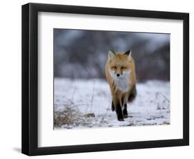 Red Fox, Vulpes Vulpes, Churchill, Manitoba, Canada, North America-Thorsten Milse-Framed Photographic Print