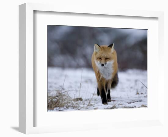 Red Fox, Vulpes Vulpes, Churchill, Manitoba, Canada, North America-Thorsten Milse-Framed Photographic Print