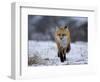 Red Fox, Vulpes Vulpes, Churchill, Manitoba, Canada, North America-Thorsten Milse-Framed Photographic Print