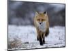 Red Fox, Vulpes Vulpes, Churchill, Manitoba, Canada, North America-Thorsten Milse-Mounted Photographic Print