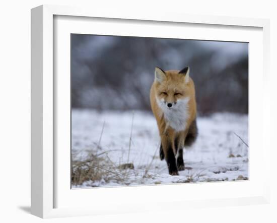 Red Fox, Vulpes Vulpes, Churchill, Manitoba, Canada, North America-Thorsten Milse-Framed Photographic Print