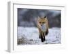 Red Fox, Vulpes Vulpes, Churchill, Manitoba, Canada, North America-Thorsten Milse-Framed Photographic Print