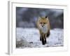 Red Fox, Vulpes Vulpes, Churchill, Manitoba, Canada, North America-Thorsten Milse-Framed Photographic Print