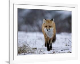 Red Fox, Vulpes Vulpes, Churchill, Manitoba, Canada, North America-Thorsten Milse-Framed Photographic Print