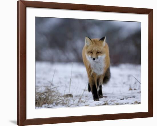 Red Fox, Vulpes Vulpes, Churchill, Manitoba, Canada, North America-Thorsten Milse-Framed Photographic Print