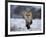 Red Fox, Vulpes Vulpes, Churchill, Manitoba, Canada, North America-Thorsten Milse-Framed Photographic Print