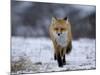 Red Fox, Vulpes Vulpes, Churchill, Manitoba, Canada, North America-Thorsten Milse-Mounted Photographic Print