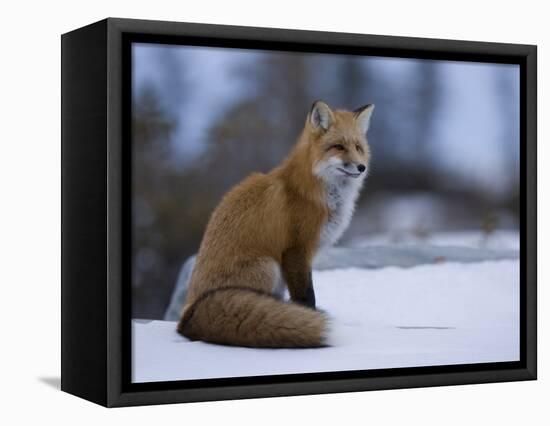 Red Fox, Vulpes Vulpes, Churchill, Manitoba, Canada, North America-Thorsten Milse-Framed Stretched Canvas