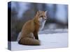 Red Fox, Vulpes Vulpes, Churchill, Manitoba, Canada, North America-Thorsten Milse-Stretched Canvas