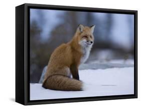 Red Fox, Vulpes Vulpes, Churchill, Manitoba, Canada, North America-Thorsten Milse-Framed Stretched Canvas