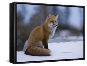 Red Fox, Vulpes Vulpes, Churchill, Manitoba, Canada, North America-Thorsten Milse-Framed Stretched Canvas