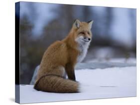 Red Fox, Vulpes Vulpes, Churchill, Manitoba, Canada, North America-Thorsten Milse-Stretched Canvas