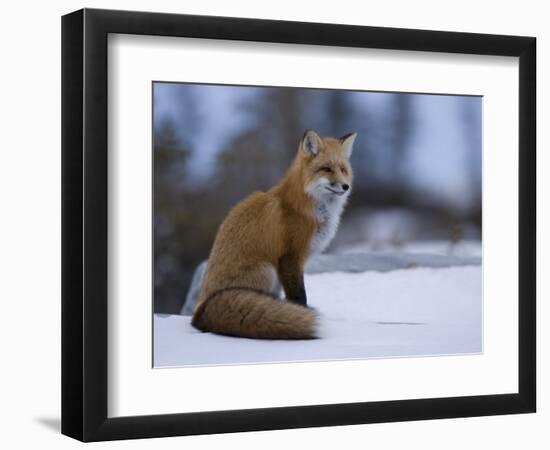 Red Fox, Vulpes Vulpes, Churchill, Manitoba, Canada, North America-Thorsten Milse-Framed Photographic Print