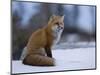 Red Fox, Vulpes Vulpes, Churchill, Manitoba, Canada, North America-Thorsten Milse-Mounted Photographic Print