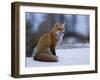 Red Fox, Vulpes Vulpes, Churchill, Manitoba, Canada, North America-Thorsten Milse-Framed Photographic Print