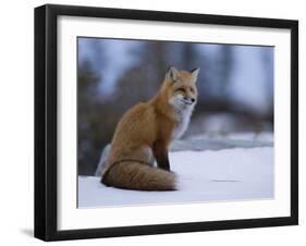 Red Fox, Vulpes Vulpes, Churchill, Manitoba, Canada, North America-Thorsten Milse-Framed Photographic Print