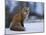 Red Fox, Vulpes Vulpes, Churchill, Manitoba, Canada, North America-Thorsten Milse-Mounted Photographic Print