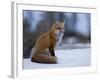 Red Fox, Vulpes Vulpes, Churchill, Manitoba, Canada, North America-Thorsten Milse-Framed Photographic Print