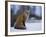 Red Fox, Vulpes Vulpes, Churchill, Manitoba, Canada, North America-Thorsten Milse-Framed Photographic Print