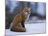 Red Fox, Vulpes Vulpes, Churchill, Manitoba, Canada, North America-Thorsten Milse-Mounted Photographic Print