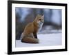 Red Fox, Vulpes Vulpes, Churchill, Manitoba, Canada, North America-Thorsten Milse-Framed Photographic Print