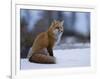 Red Fox, Vulpes Vulpes, Churchill, Manitoba, Canada, North America-Thorsten Milse-Framed Photographic Print