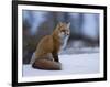 Red Fox, Vulpes Vulpes, Churchill, Manitoba, Canada, North America-Thorsten Milse-Framed Photographic Print