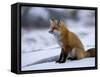 Red Fox, Vulpes Vulpes, Churchill, Manitoba, Canada-Thorsten Milse-Framed Stretched Canvas