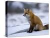 Red Fox, Vulpes Vulpes, Churchill, Manitoba, Canada-Thorsten Milse-Stretched Canvas